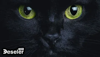 Kara Kediler Uğursuzluk Getirir mi?